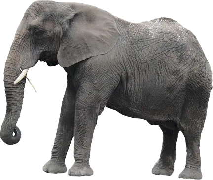 An elephant