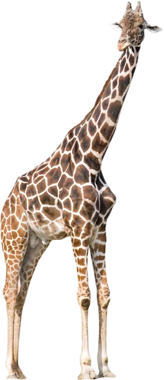 A giraffe